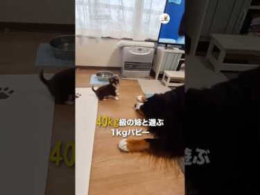 40kg級の姉と遊ぶ1kgパピー｜PECO