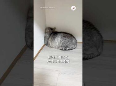新居に着いた愛猫が…｜PECO