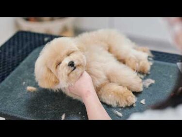 イヤイヤしていたら急にスイッチが切れて眠ってしまう子犬（マルプーの初トリミング）