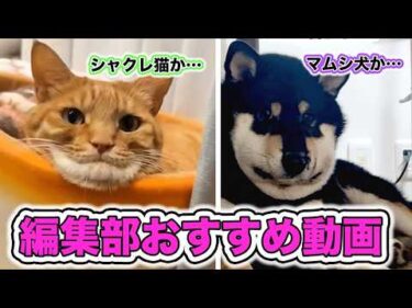 【大好き16選】編集部オススメ動画たちvol.5｜PECO