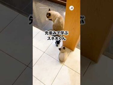 先輩みて毛繕いを学ぶ子猫｜PECO