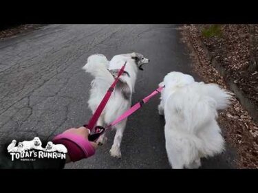 リードが格下になったので…ここぞとばかりに引っ張ったベルとリリーです　Great Pyrenees　グレートピレニーズ