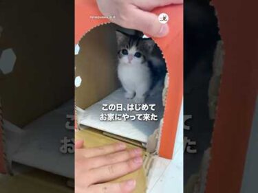 そぼろちゃんがはじめてお家に来た日｜PECO