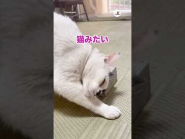 主さんまさかの発言🤭｜PECO