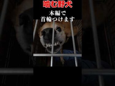 【触るな危険】噛む野犬引き取りました