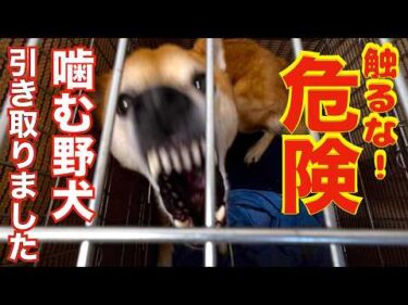 【観覧注意】噛む野犬ケージから出して首輪つけます