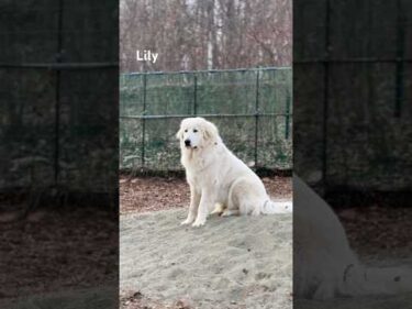 Lily リリー #greatpyrenees #todaysrunrun #グレートピレニーズ #今日のルンルン