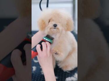 【動画全編は⬆️】カット中に急に眠ってしまう子犬