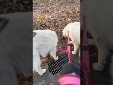 Belle Lily #greatpyrenees #todaysrunrun #グレートピレニーズ #今日のルンルン
