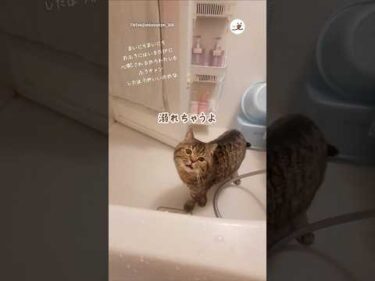 心配されすぎて風呂キャンしそう🥺｜PECO