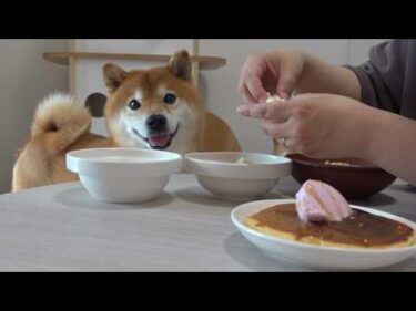 ママへ恩返しのはずが…柴犬の様子がおかしい。