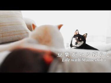 家族が増えて1ヶ月。豆柴たちの変化