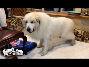 お母さんの掃除の出来栄えを厳しくチェックするアランです　Great Pyrenees　グレートピレニーズ