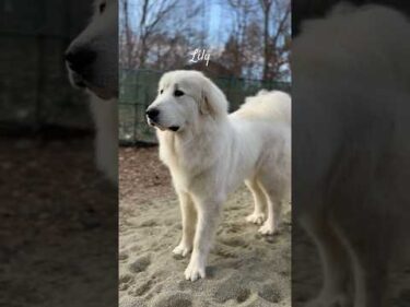 Lily リリー #greatpyrenees #todaysrunrun #グレートピレニーズ #今日のルンルン