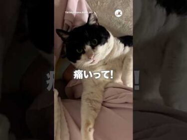 【保護猫】甘噛みも痛い元ボス猫｜PECO