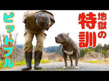 【パワーブリード】おすすめ地獄の散歩訓練（ダルマさん編）