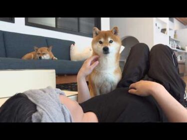 柴犬はいつもと違うパパに、真っ先に気づきました
