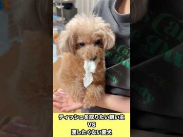 上手いこと関節を押さえて回収阻止する愛犬 #最後は無事に貰ったよ #dog #トイプードル