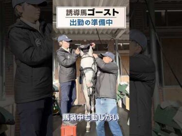誘導馬・ゴーストが出勤の準備中  #競馬 #horse #中山競馬場