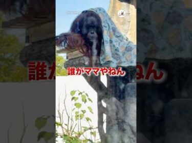 誰がママやねん｜PECO