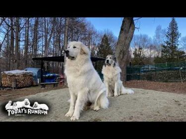 のんびりアランとキョロキョロ目を見張り番犬を頑張るベルとリリーです　Great Pyrenees　グレートピレニーズ