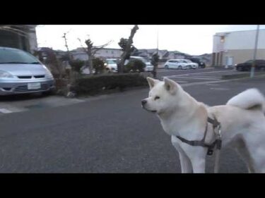 【秋田犬ゆうき】冷え込んだ朝のお散歩でもお友だちに会ったらおはよう♪の挨拶は欠かせない【akita dog】