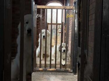 Belle Lily #greatpyrenees #todaysrunrun #グレートピレニーズ #今日のルンルン