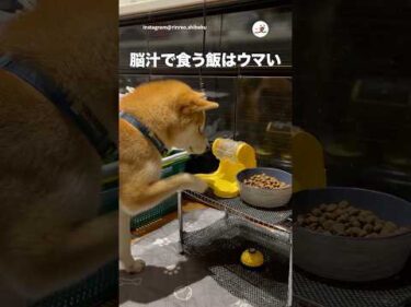 【脳汁】スロッター犬｜PECO