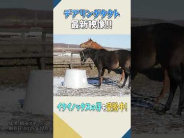 ママになったデアリングタクト!!イクイノックスの仔を受胎中!! #デアリングタクト #イクイノックス #競馬 #癒やし #horse #shorts