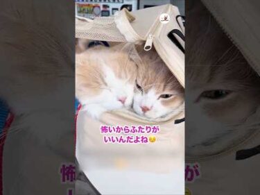 病院はこれがいいらしい😂｜PECO