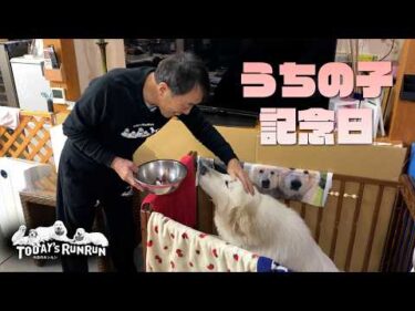 【うちの子記念日】家族になって1年が経ったリリーです　Great Pyrenees　グレートピレニーズ