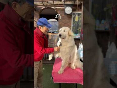 Lily リリー #greatpyrenees #todaysrunrun #グレートピレニーズ #今日のルンルン