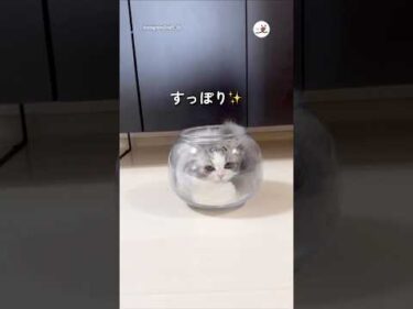 すっぽりぴったり✨｜PECO