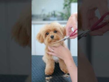 モサモサからこんなに大変身しちゃった子犬