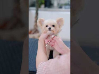 大きな立ち耳が可愛すぎる子犬をトリミングしたら・・・