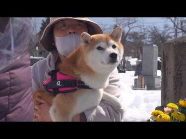 亡き父が夢に出てきたので、柴犬と墓参りへ。