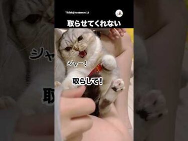 ゴミを取りたい人vs取られたくない猫｜PECO