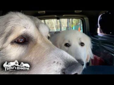 車内で歩き回るのでやっぱりケージが必要なベルとリリーです　Great Pyrenees　グレートピレニーズ
