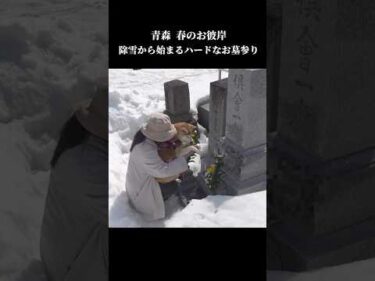 雪国のお彼岸は超ハード💦雪に埋もれたお墓にびっくり仰天⁉️ #柴犬 #shibainu #お墓参り