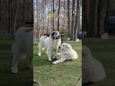 Belle Lily  #greatpyrenees #todaysrunrun #グレートピレニーズ #今日のルンルン
