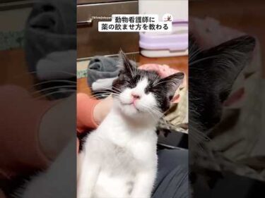 動物看護師の娘に教わる薬の飲ませ方｜PECO