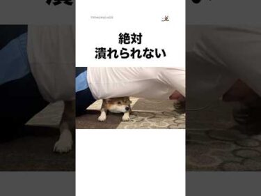 絶対潰れられない｜PECO