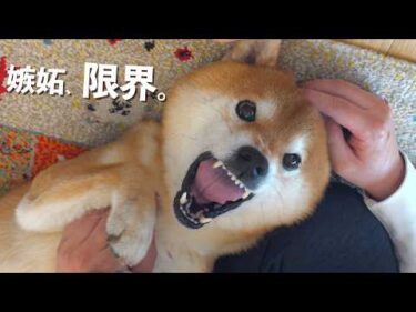 甘えんぼ選手権をしたら親分の嫉妬が止まらない。