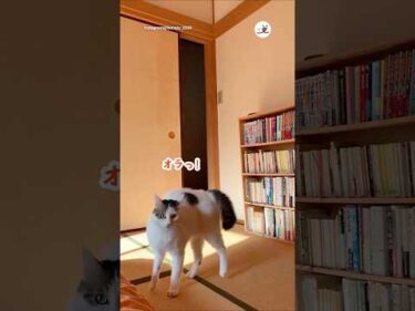 毎日、ジャンピングオラオラ入場してくる｜PECO