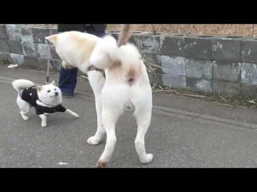【秋田犬ゆうき】大きいと言うだけで吠えられてばかりだけどボクにも遊んでくれる友だちはいる【akita dog】