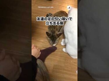 友達の足をかいだ後去っていく猫たち｜PECO