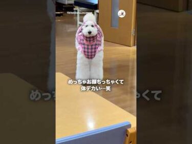 いつもの洋服着せたらこうなった｜PECO