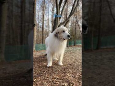 Alain アラン #greatpyrenees #todaysrunrun #グレートピレニーズ #今日のルンルン