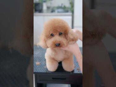 表情が可愛すぎるもこもこトイプードルをヘアカットしたら・・・