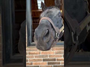 【エイシンフラッシュ】日本ダービー覇者、気品あふれる現在の姿！ #エイシンフラッシュ #競馬 #引退馬 #shorts #horse